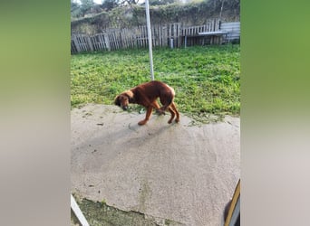 Wunderhübscher und liebevoller Junghund PEDRO sucht eine Familie