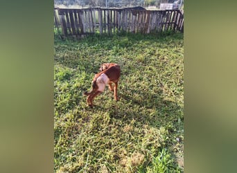 Wunderhübscher und liebevoller Junghund PEDRO sucht eine Familie