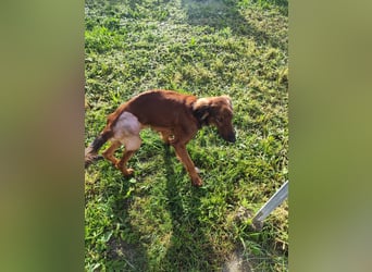 Wunderhübscher und liebevoller Junghund PEDRO sucht eine Familie