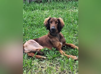 Wunderhübscher und liebevoller Junghund PEDRO sucht eine Familie