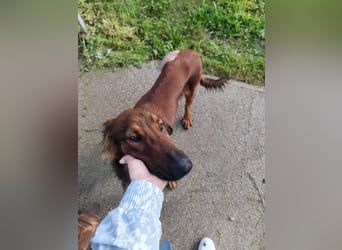 Wunderhübscher und liebevoller Junghund PEDRO sucht eine Familie