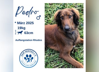 Wunderhübscher und liebevoller Junghund PEDRO sucht eine Familie