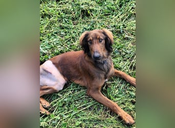 Wunderhübscher und liebevoller Junghund PEDRO sucht eine Familie