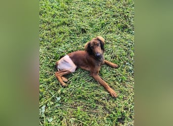 Wunderhübscher und liebevoller Junghund PEDRO sucht eine Familie