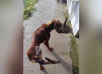 Wunderhübscher und liebevoller Junghund PEDRO sucht eine Familie