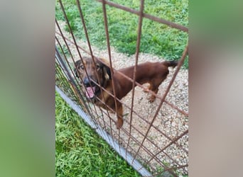 Wunderhübscher und liebevoller Junghund PEDRO sucht eine Familie