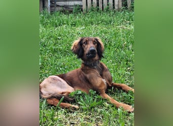 Wunderhübscher und liebevoller Junghund PEDRO sucht eine Familie