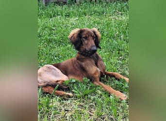 Wunderhübscher und liebevoller Junghund PEDRO sucht eine Familie