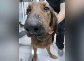 Wunderhübscher und liebevoller Junghund PEDRO sucht eine Familie