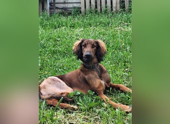 Wunderhübscher und liebevoller Junghund PEDRO sucht eine Familie