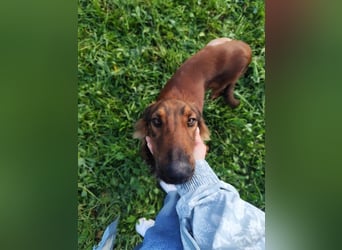 Wunderhübscher und liebevoller Junghund PEDRO sucht eine Familie