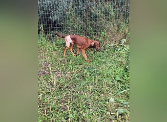 Wunderhübscher und liebevoller Junghund PEDRO sucht eine Familie