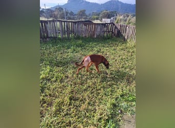 Wunderhübscher und liebevoller Junghund PEDRO sucht eine Familie