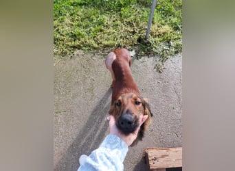 Wunderhübscher und liebevoller Junghund PEDRO sucht eine Familie