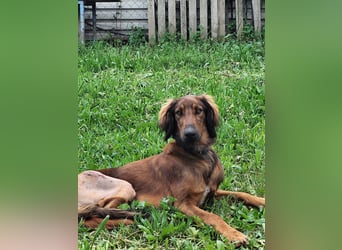 Wunderhübscher und liebevoller Junghund PEDRO sucht eine Familie