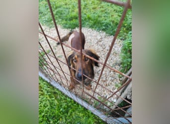 Wunderhübscher und liebevoller Junghund PEDRO sucht eine Familie
