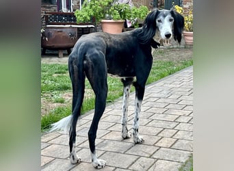 Xial, offen, freundlich, gelehrig