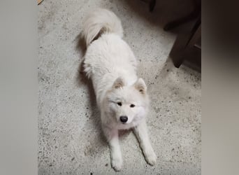 Lolika ein tolles Wesen