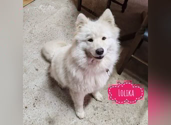 Lolika ein tolles Wesen