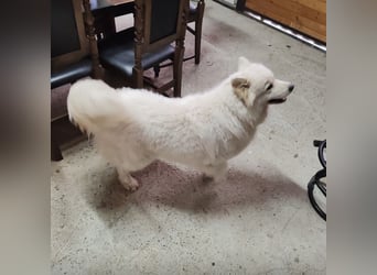 Lolika ein tolles Wesen