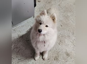 Lolika ein tolles Wesen