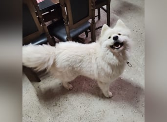 Lolika ein tolles Wesen