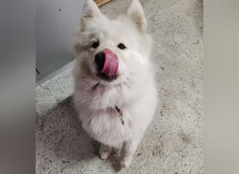 Lolika ein tolles Wesen