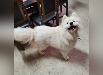 Lolika sucht ihre Menschen