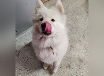 Lolika sucht ihre Menschen