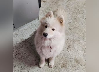 Lolika sucht ihre Menschen