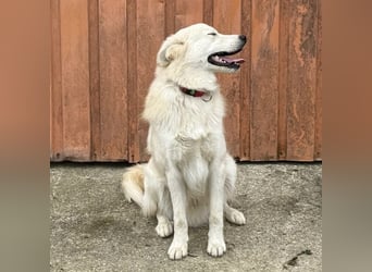 Odin ein toller Schatz