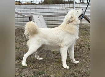 Odin ein toller Schatz