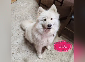 Lolika sucht ihre Menschen