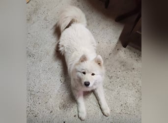 Lolika sucht ihre Menschen