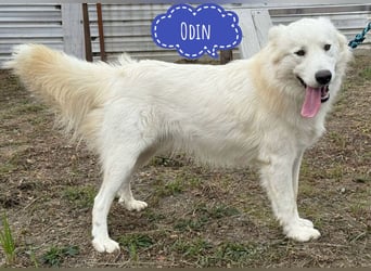 Odin ein toller Schatz