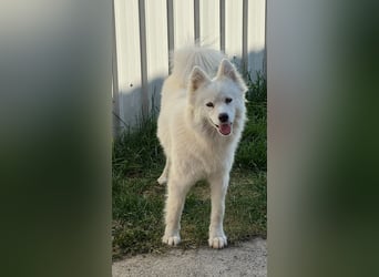die weiße Schönheit Maša
