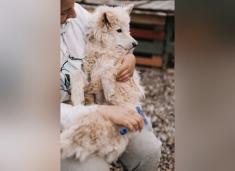 Samojede-Schäfi-Mix Tibor ❤️ humorvoll & lebensfroh