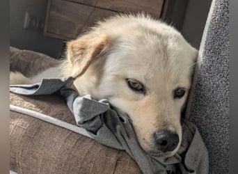 Cindy ❤️ wartet in 12529 Schönefeld