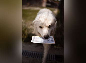 Samojede-Schäfi-Mix Tibor ❤️ humorvoll & lebensfroh