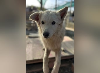 Jungrüde Tibor ❤️ humorvoll & lebensfroh