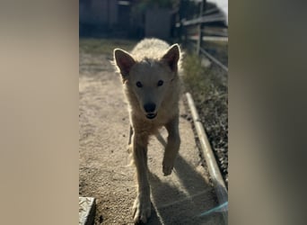 Jungrüde Tibor ❤️ humorvoll & lebensfroh