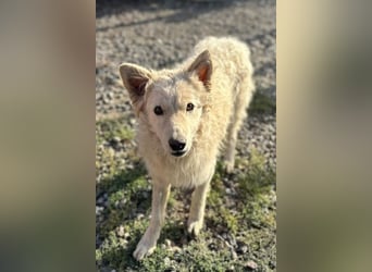 Jungrüde Tibor ❤️ humorvoll & lebensfroh