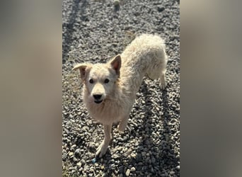 Jungrüde Tibor ❤️ humorvoll & lebensfroh