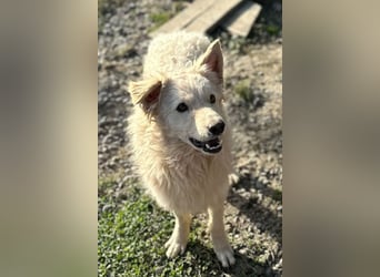 Samojede-Schäfi-Mix Tibor ❤️ humorvoll & lebensfroh