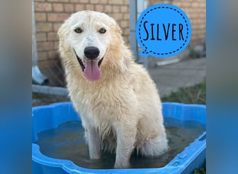 Silver ein absoluter liebevoller Schatz