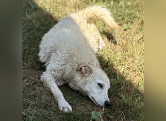 Silver ein absoluter liebevoller Schatz