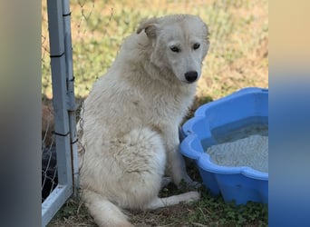 Silver ein absoluter liebevoller Schatz