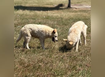Silver ein absoluter liebevoller Schatz