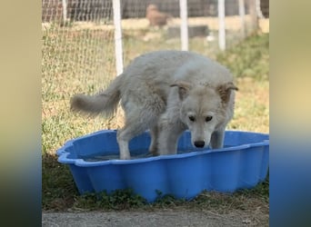 Silver ein absoluter liebevoller Schatz