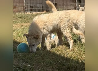 Silver ein absoluter liebevoller Schatz